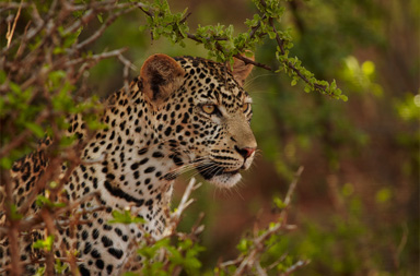 5 days Leopard Mara Wildlife Photo Safari