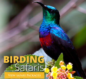 Africa Birding & Wildlife Safaris | Nature Photography Tour Kenya