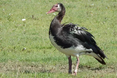 19 days Kenya Birding and Wildlife Safari: Spur Winged Goose