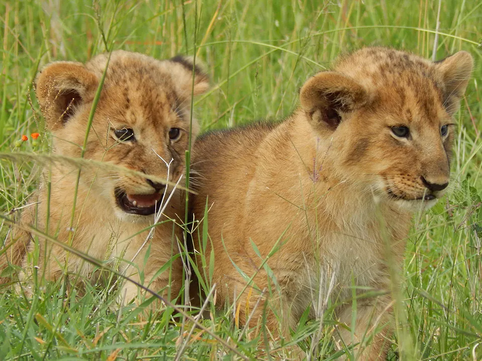 10 days Africa Kenya safari-young lion cubs