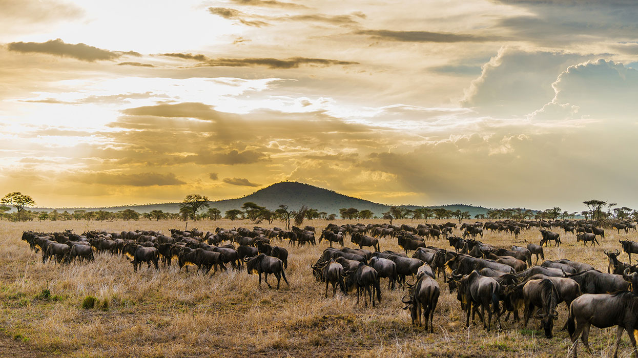 Tanzania Wildlife photography Serengeti North Wildebeest on the Plains