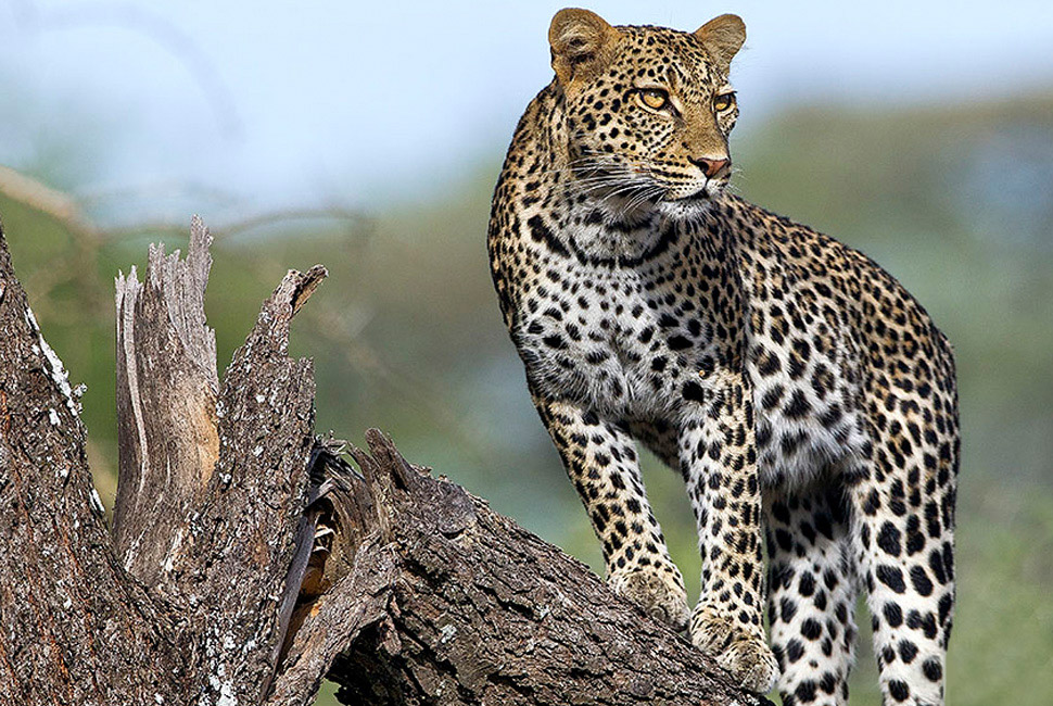 leopard-in-masai-mara2