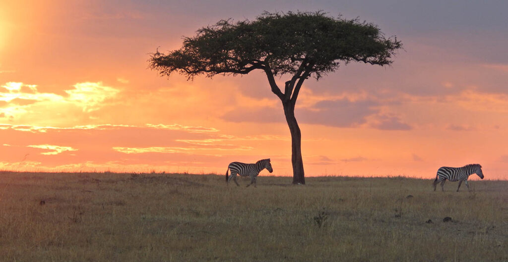 10 Days Africa Kenya Safari Holiday 20242025 price Nature's Birding