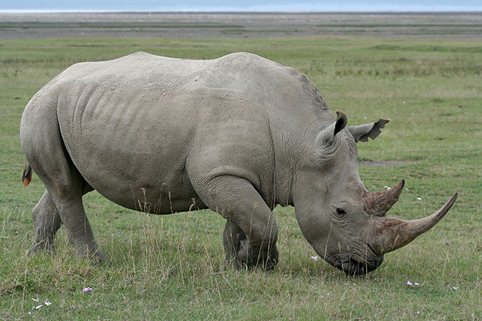 White-Rhinoceros-3-1