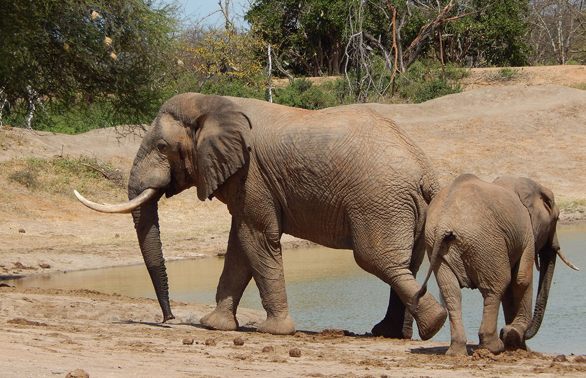 kenya elephant tour