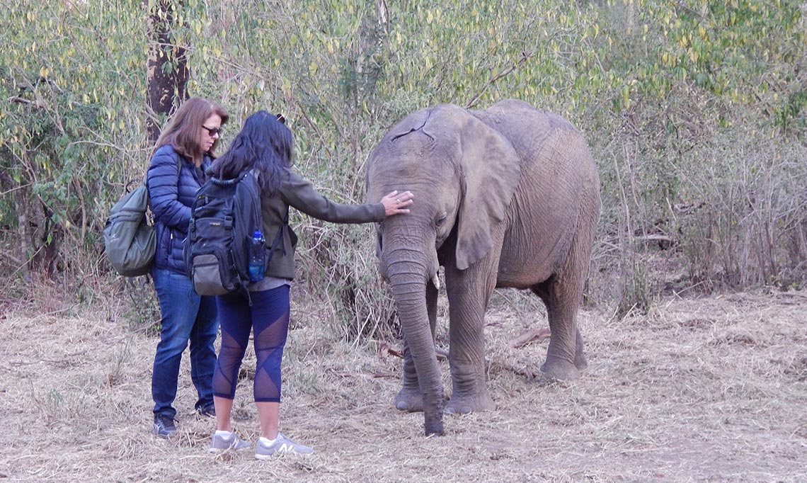kenya elephant safari