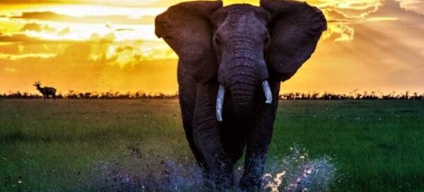Kenya Africa Elephant Safari | African Wildlife Adventures