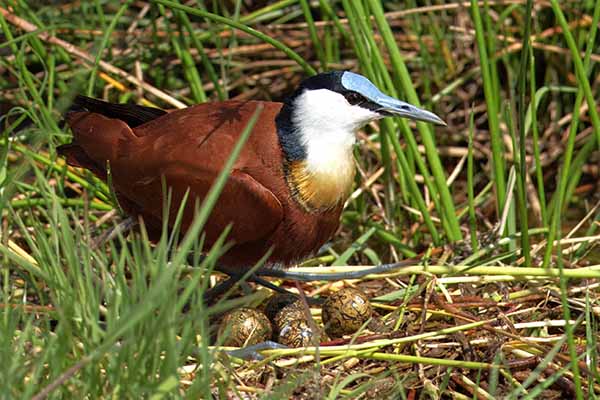 African Jacana on Nest Amboseli National Park African jacana