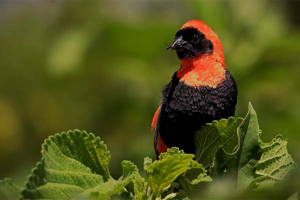 Shimba Hills - Nature's Wonderland Safaris