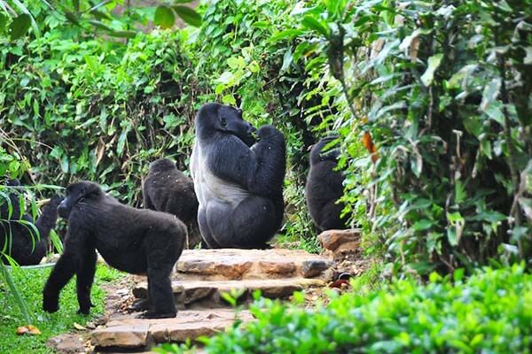 Bwindi National Park | Bwindi Impenetrable National Park in Uganda