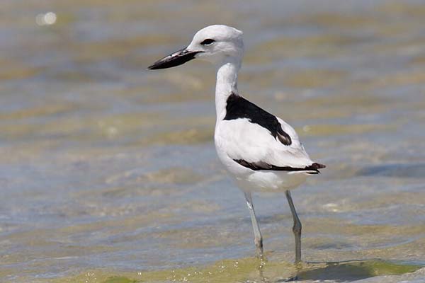 Crab Plover Malindi 1 lewa wildlife conservancy