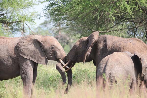 Elephants – Mara Akagera National Park zebras