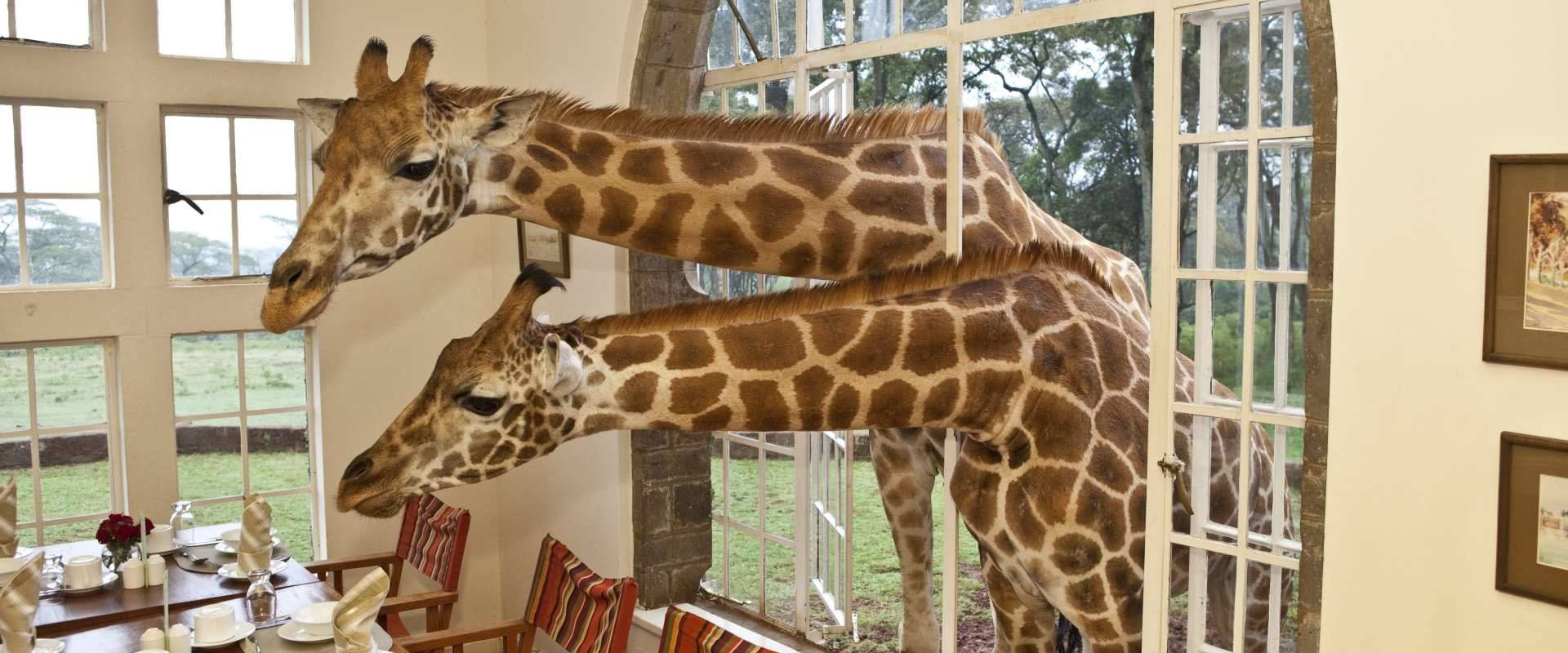 Giraffe center