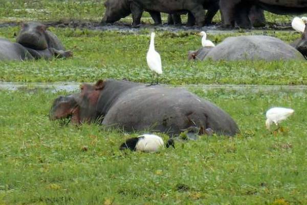 Lake-Naivasha-Kenya-day-trip