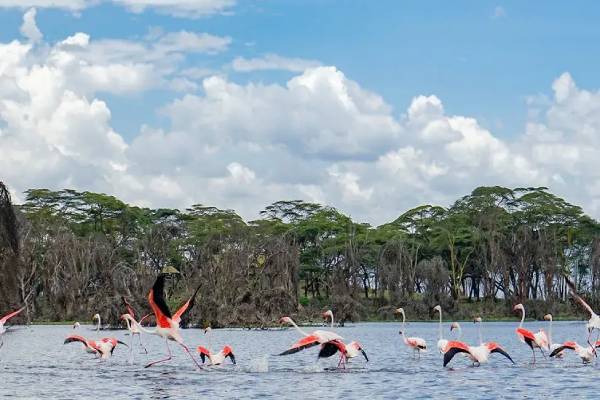 Lake Naivasha National Park