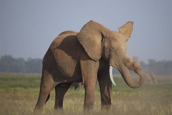 Maasai Mara Elephant