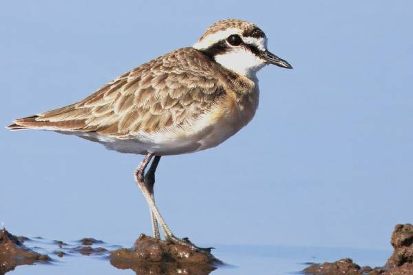 Naivasha Bird Watching and Photography Naivasha Bird Watching and Photography