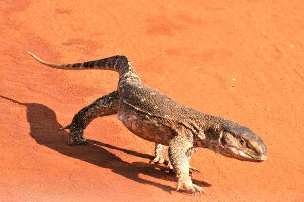Tsavo East National Park