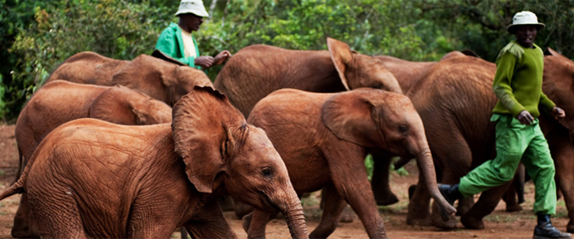David Sheldrick Wildlife Trust | Kenya Wildlife Safari Guide