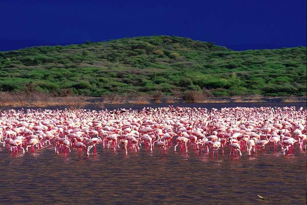 lake bogoria