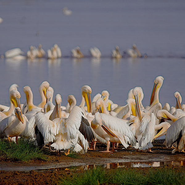 The Lake Nakuru National Park , Kenya Birding Safaris