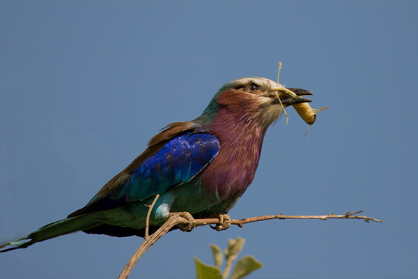 Kenya Tanzania Safaris - Nature's Wonderland Safaris