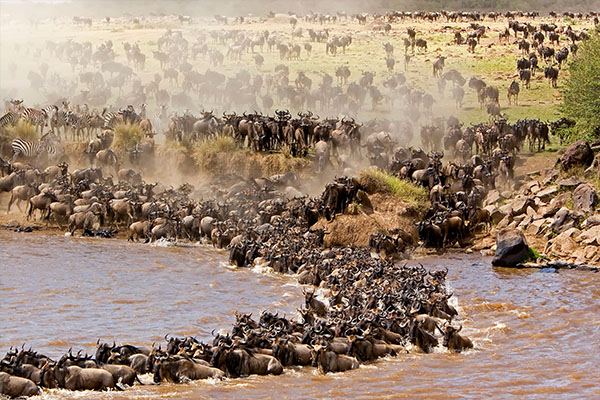 serengeti national park wildebeest migration