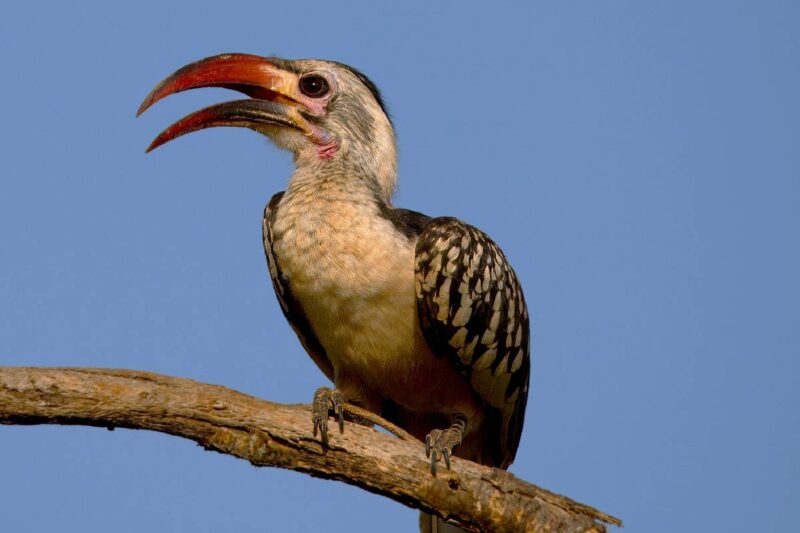 Bird Watching Tours in Africa - Kenya Birding Safari - Photo Trips