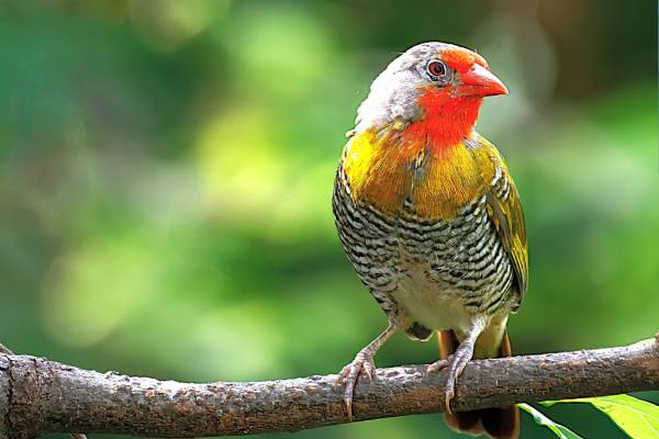 kenya birding 4