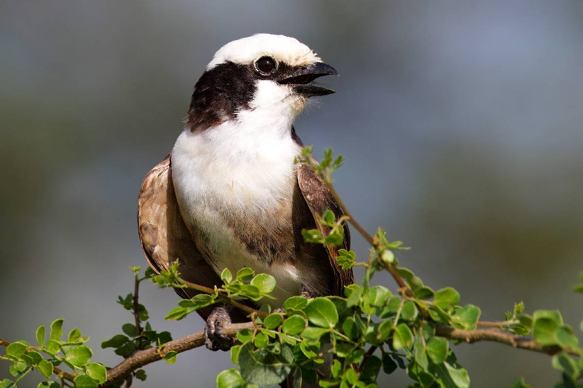 Rwanda Volcanoes National Park Tours & Safaris