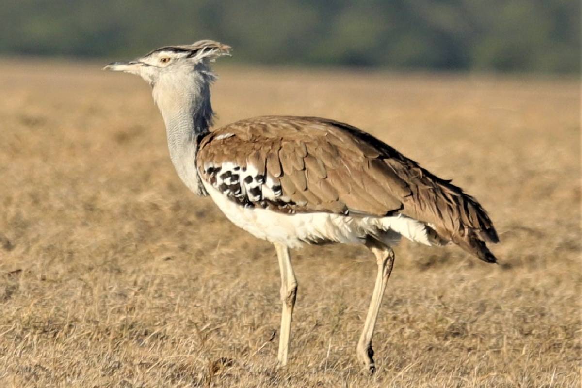 Shompole Conservancy