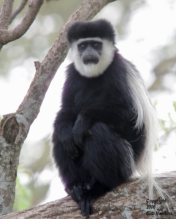 Kakamega Forest National Reserve