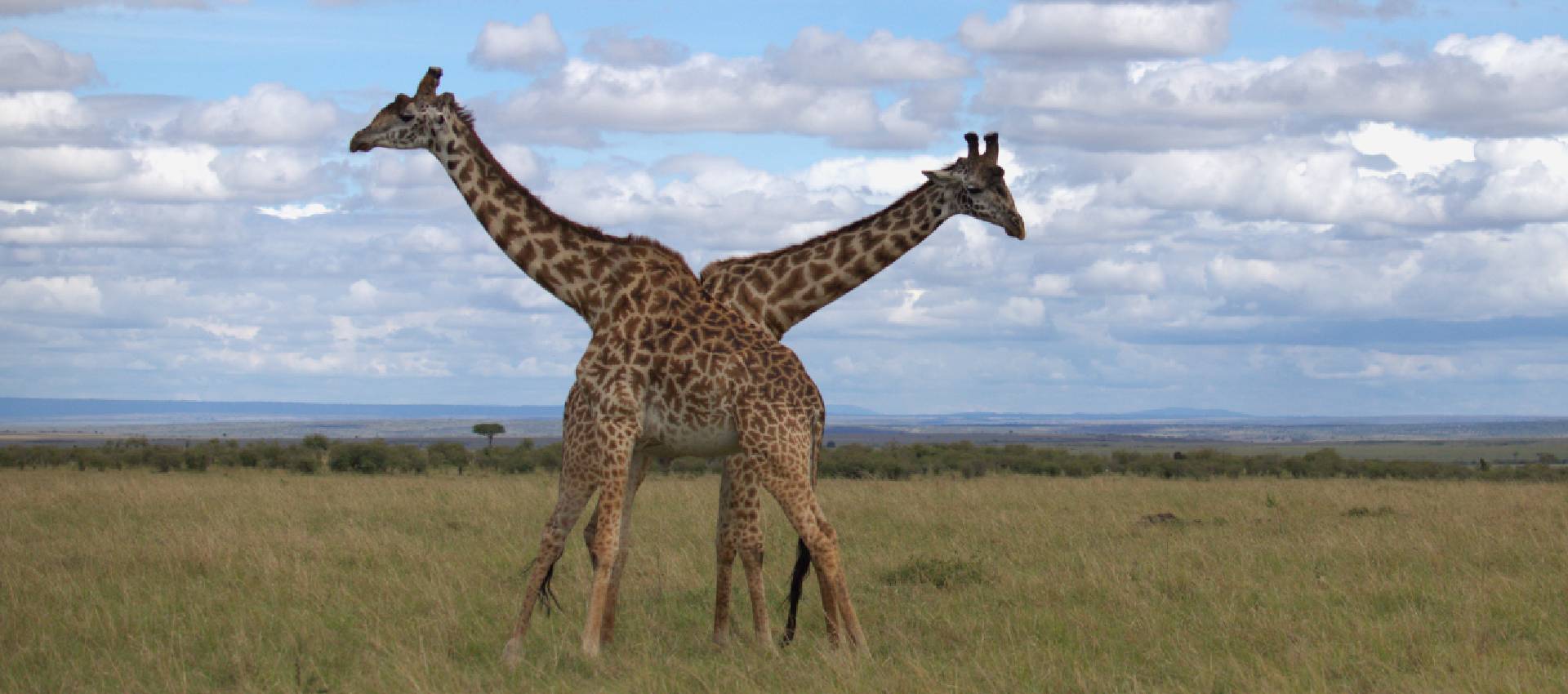 Mikumi National Park
