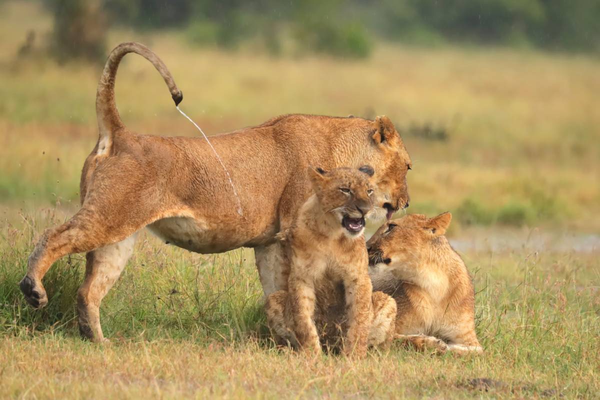 taita hills wildlife sanctuary