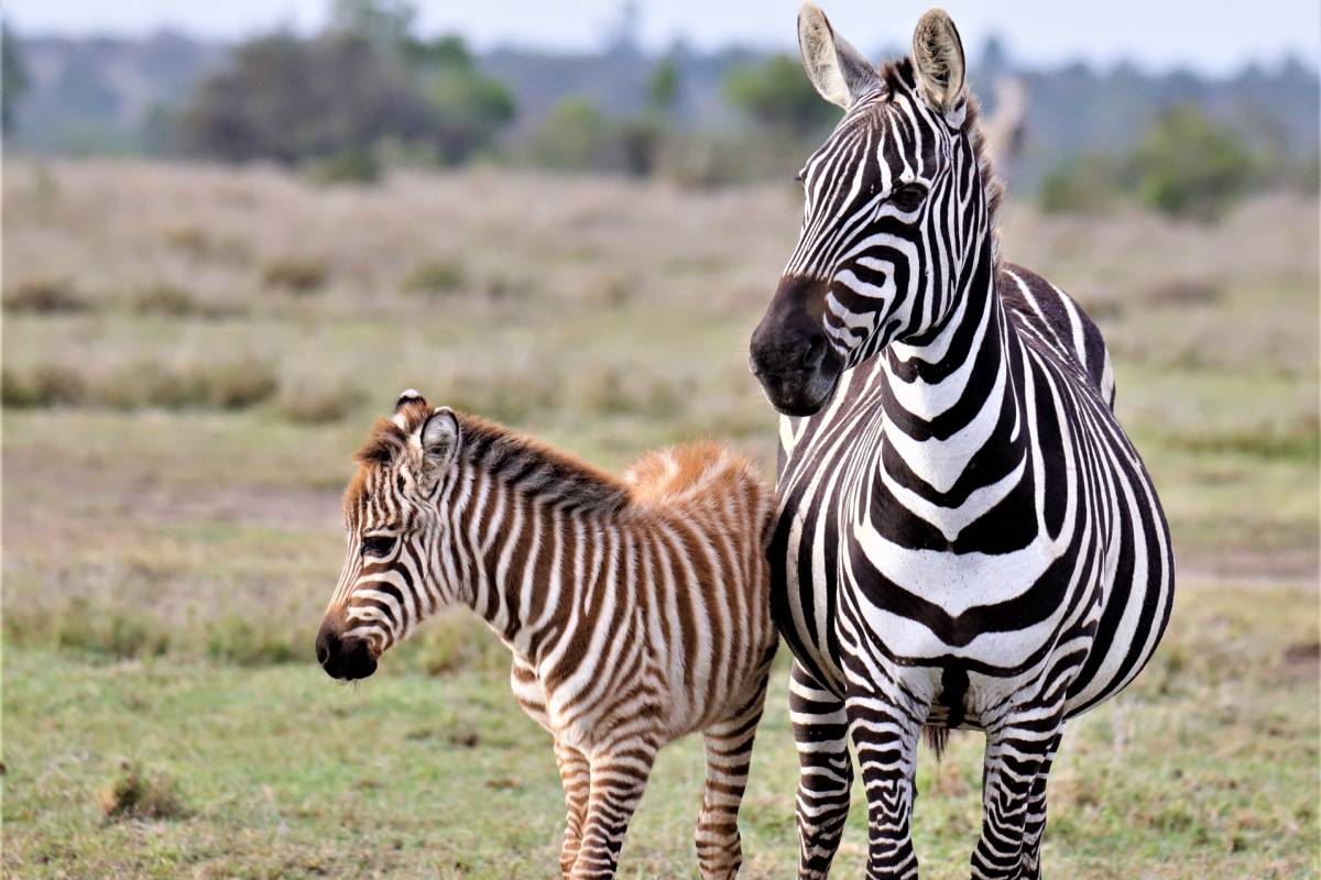 Selous game reserve