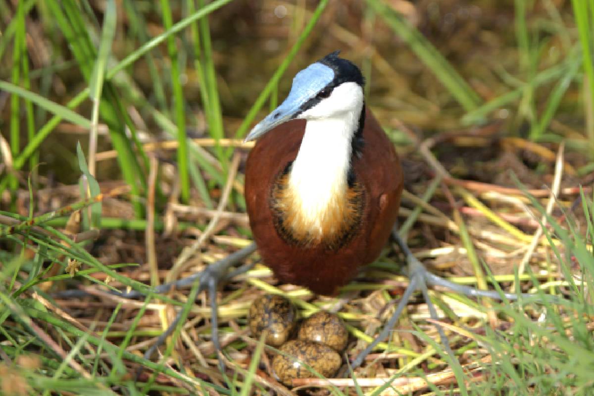 Uganda Birding lewa wildlife conservancy
