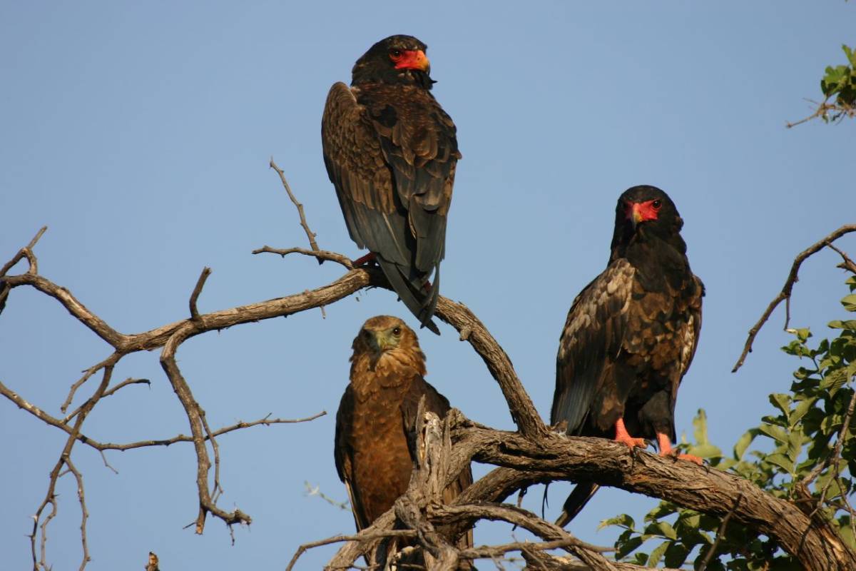 Visit Gishwati Mukura National Park