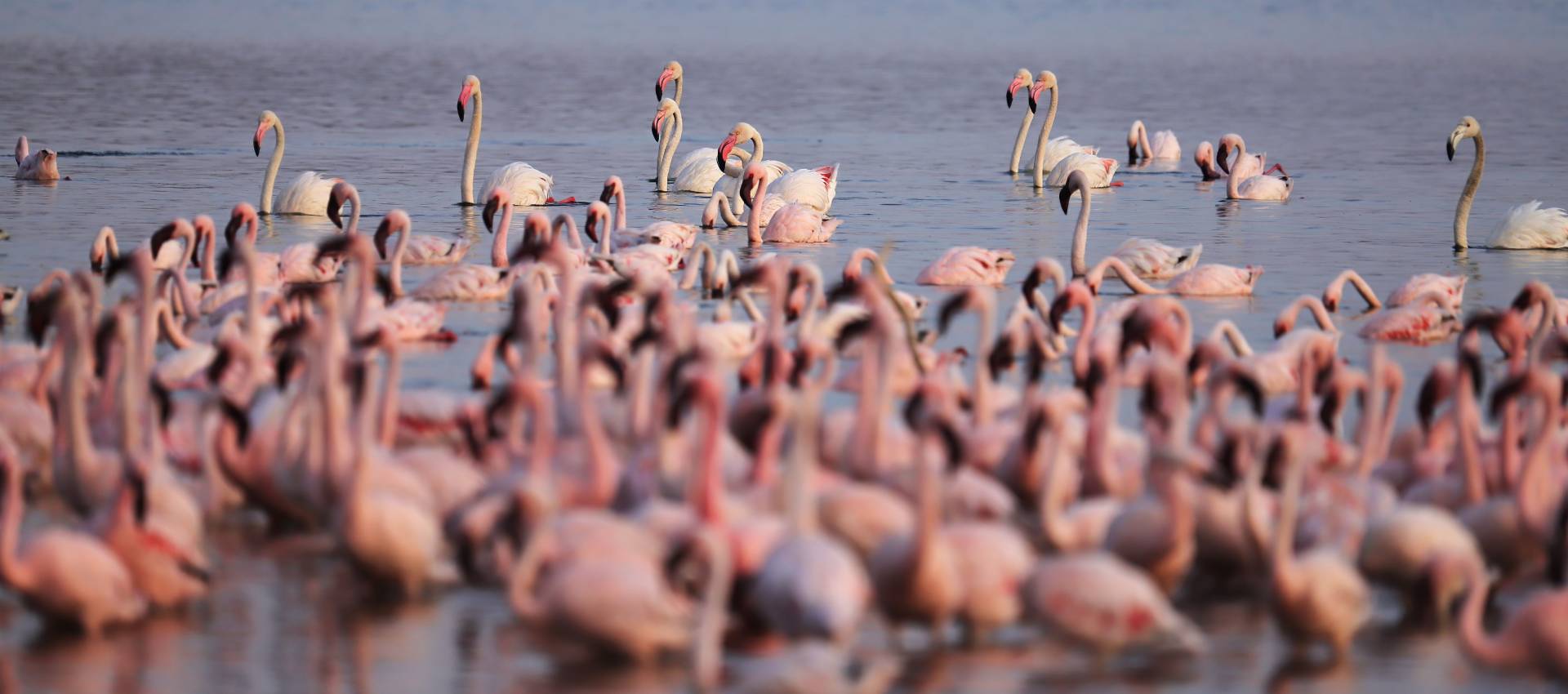 lake Magadi