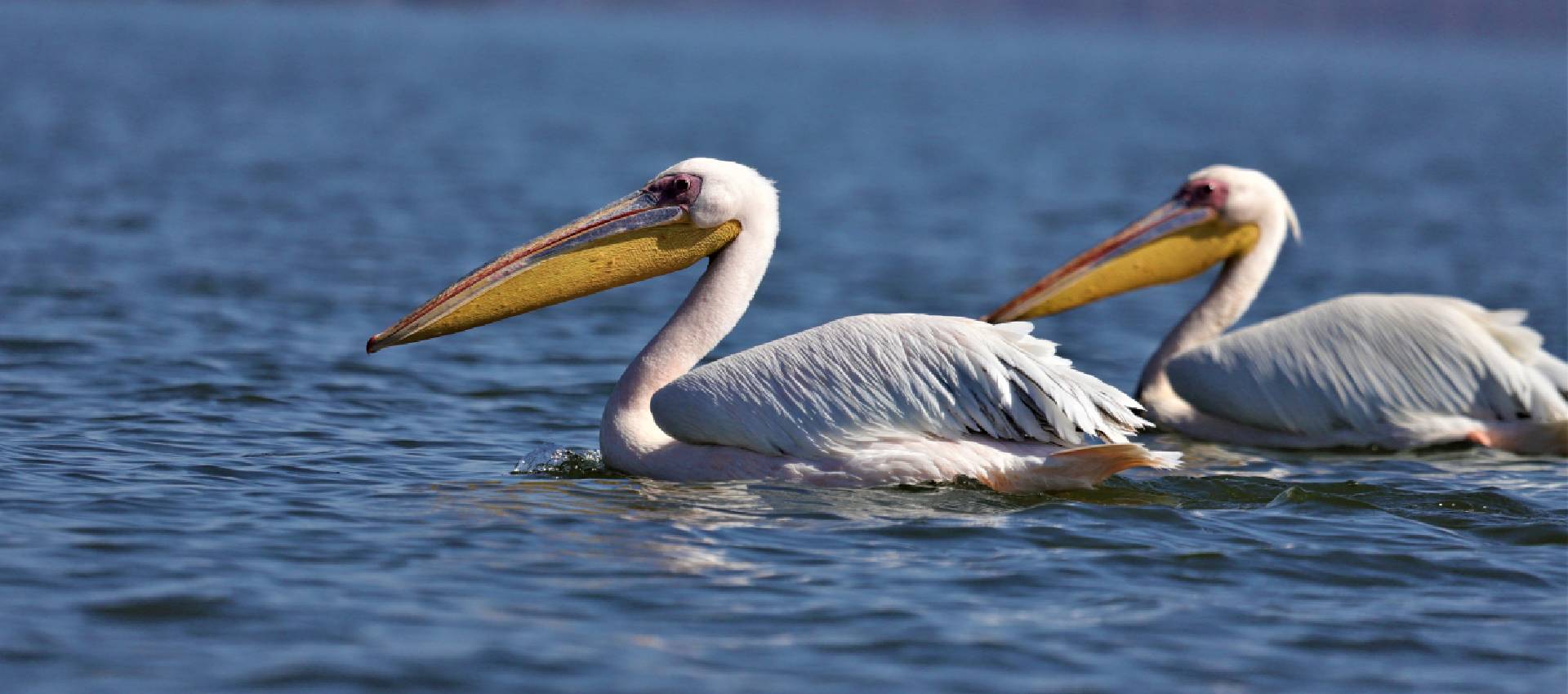 Lake Baringo