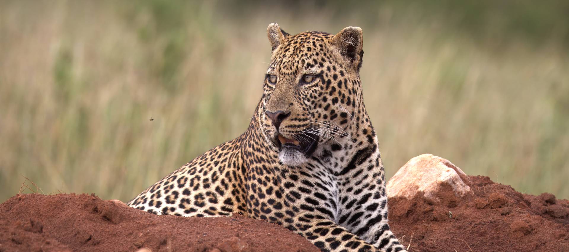 Mara Nabaisho Conservancy